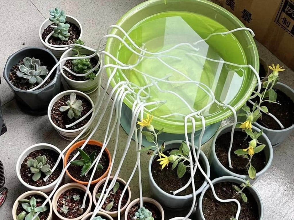 How to keep plants alive during vacation with a DIY wick watering system for multiple plants