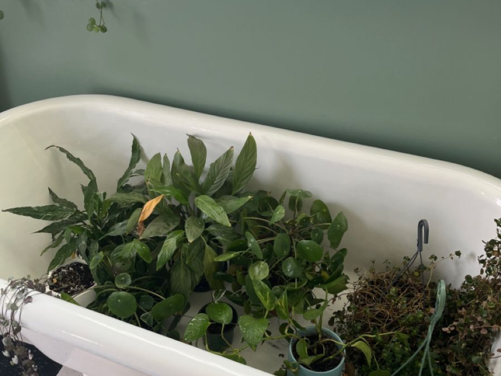 How to keep plants alive during vacation by placing houseplants together in a bathtub for humidity