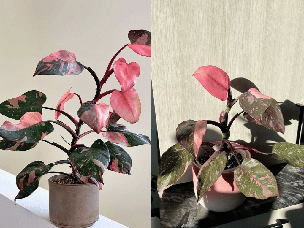 Indoor Plants for Indian Homes showing <yoastmark class=