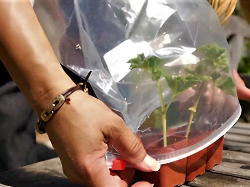 How to keep plants alive during vacation using a DIY plastic cover mini greenhouse