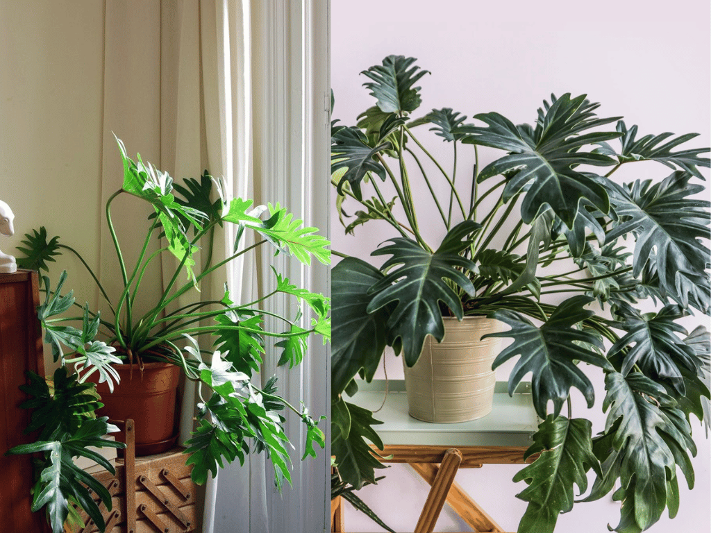 Indoor Plants for Indian Homes featuring lush Philodendron Xanadu with deeply lobed green foliage.