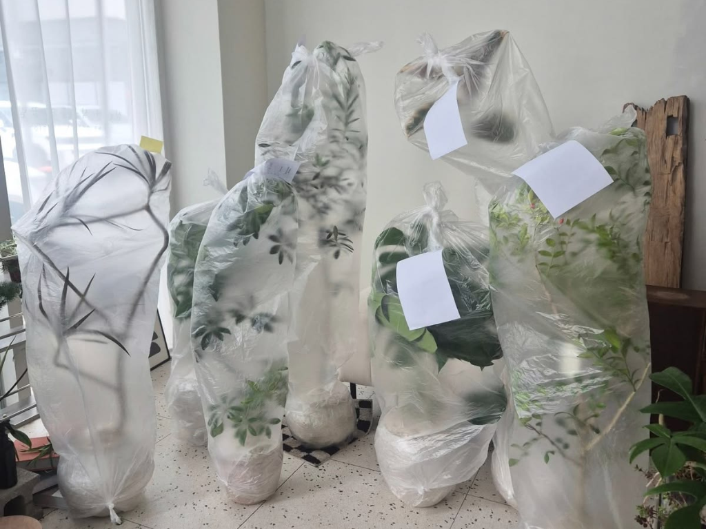 How to keep plants alive during vacation by protecting plants with humidity bags before travel