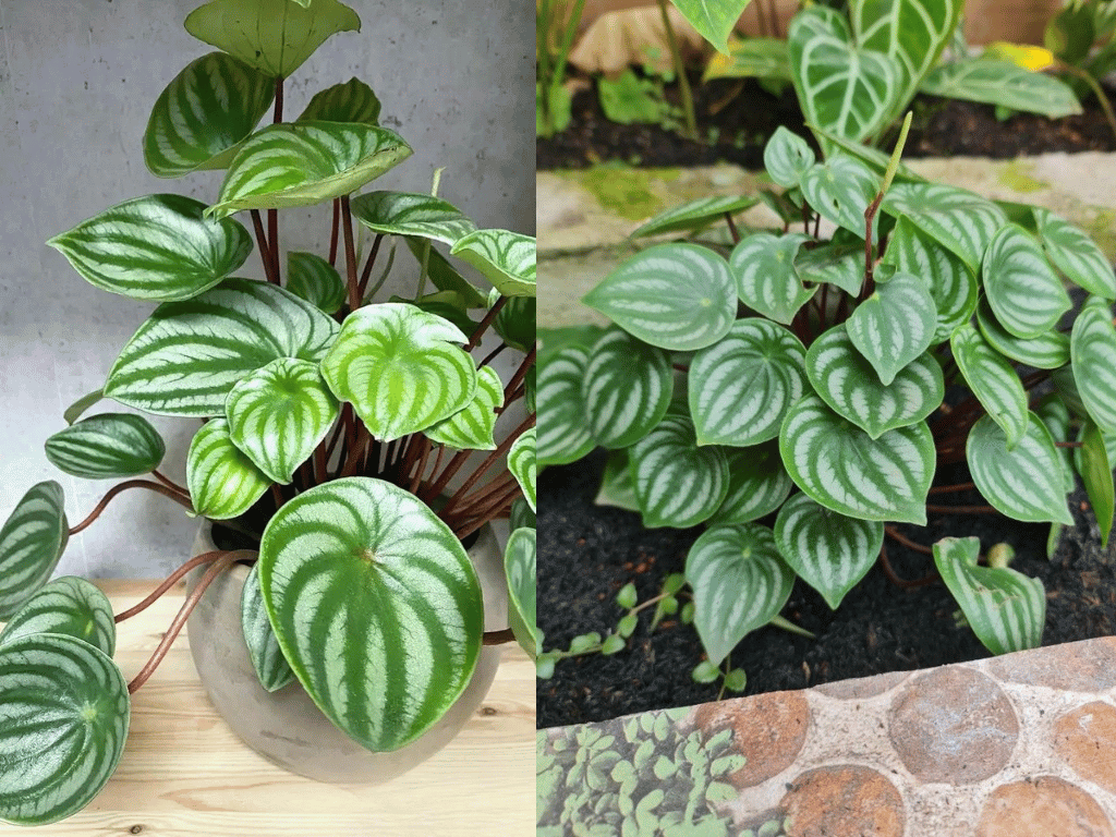 Indoor Plants for Indian Homes displaying Watermelon Peperomia with round silver-striped leaves.