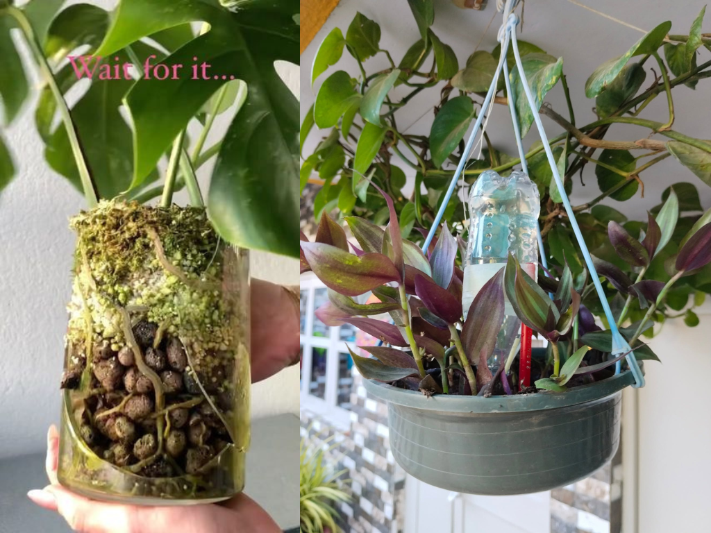 How to keep plants alive during vacation using an inverted bottle watering system for hanging plants