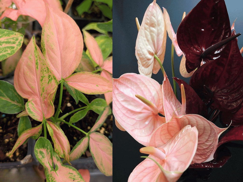 Indoor Plants for Indian Homes featuring Pink Syngonium foliage alongside colorful Anthurium blooms.