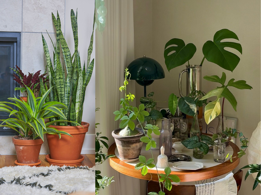 How to keep plants alive during vacation by choosing drought-tolerant indoor plants