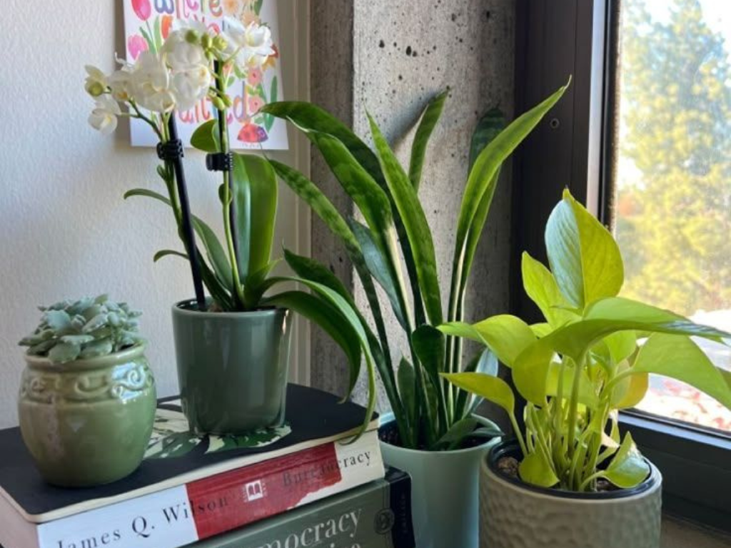 Start Gardening from Scratch by decorating indoor spaces with beginner-friendly houseplants near a sunny window.