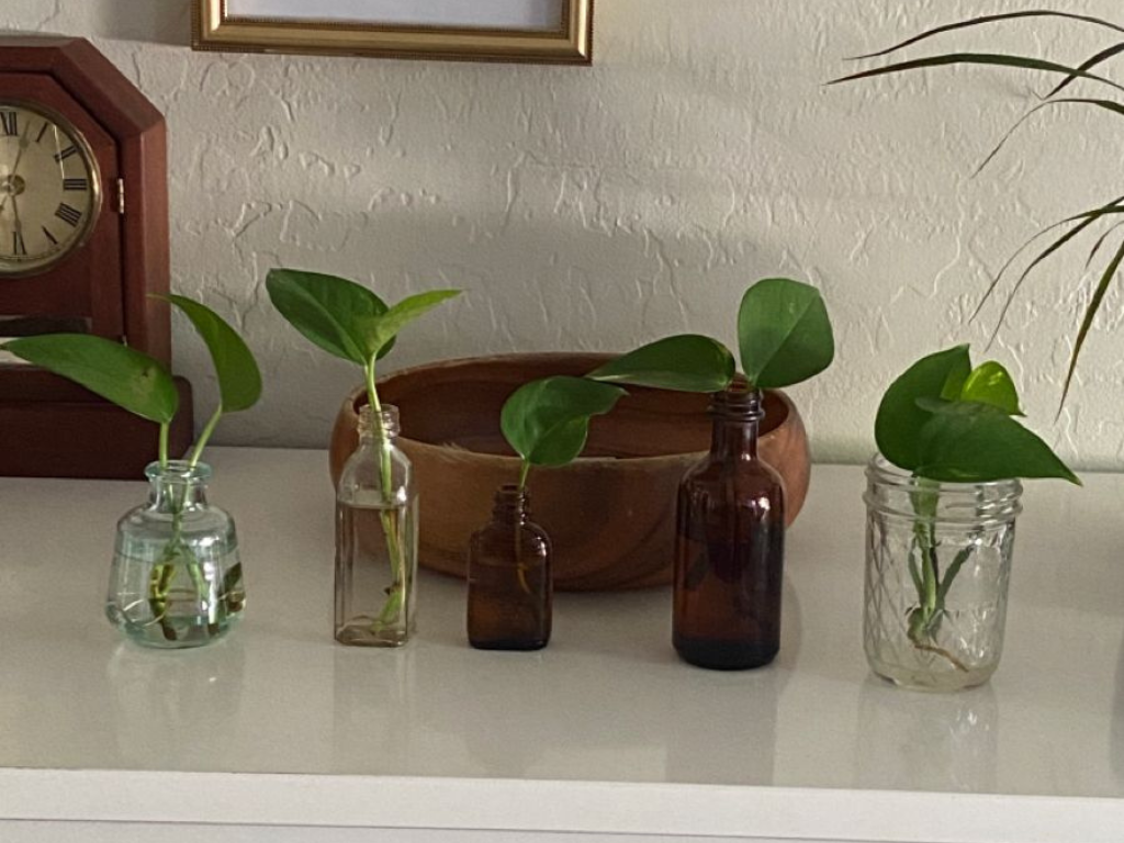 Start your journey from Scratch using simple water propagation with pothos cuttings in glass bottles.