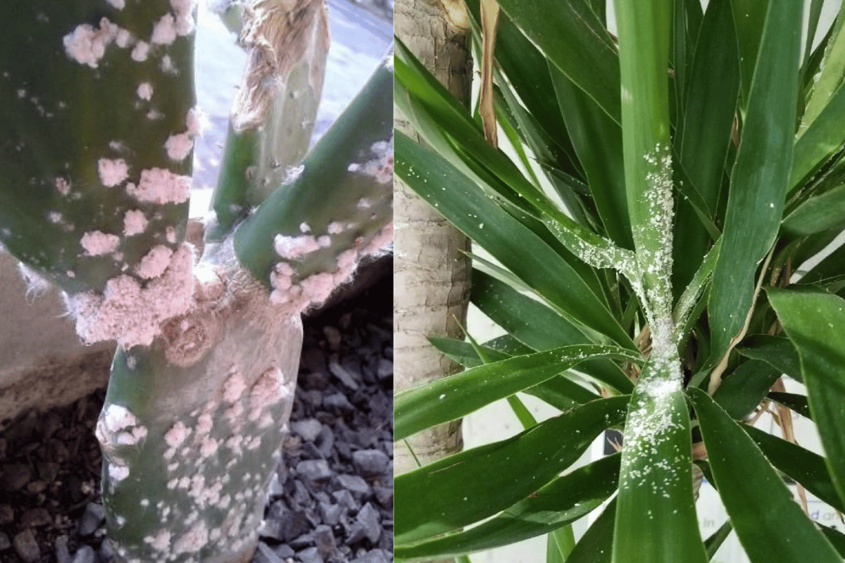 My indoor plants dying after a severe mealybug and scale insect infestation on stems and leaves.