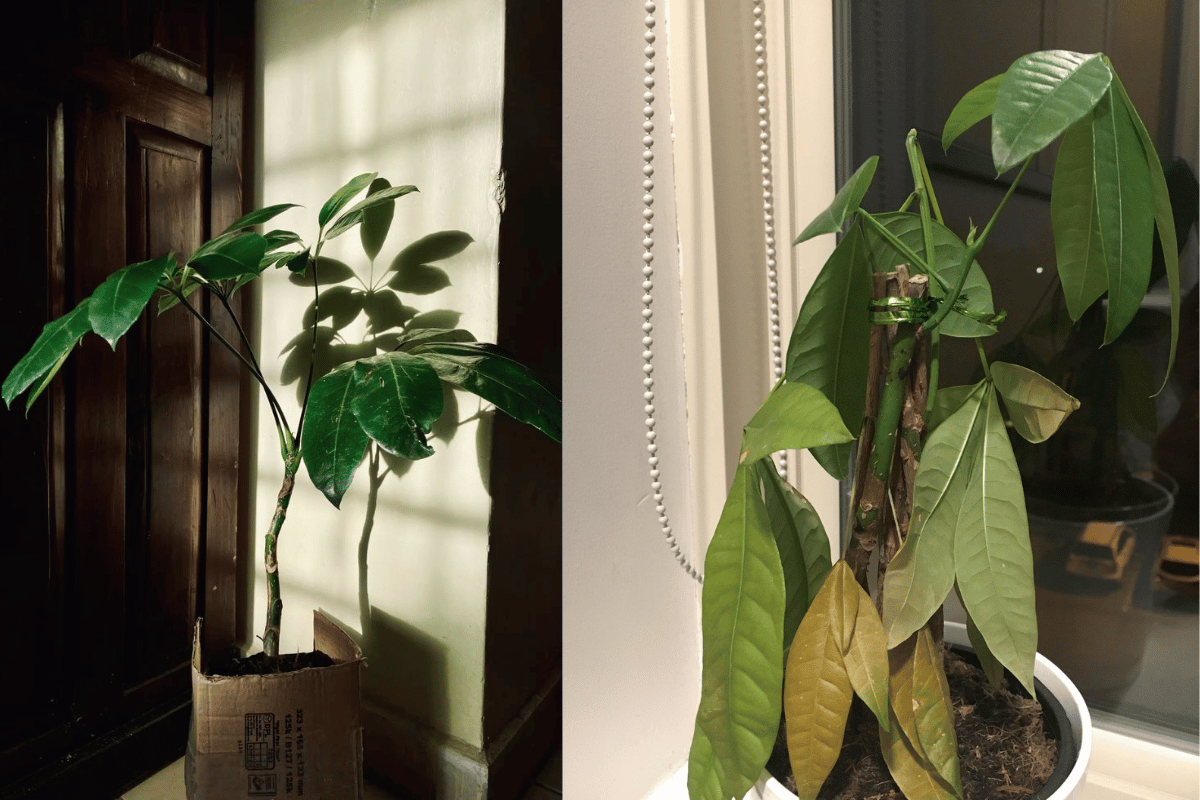 My indoor plants dying because they are not receiving enough natural sunlight indoors.