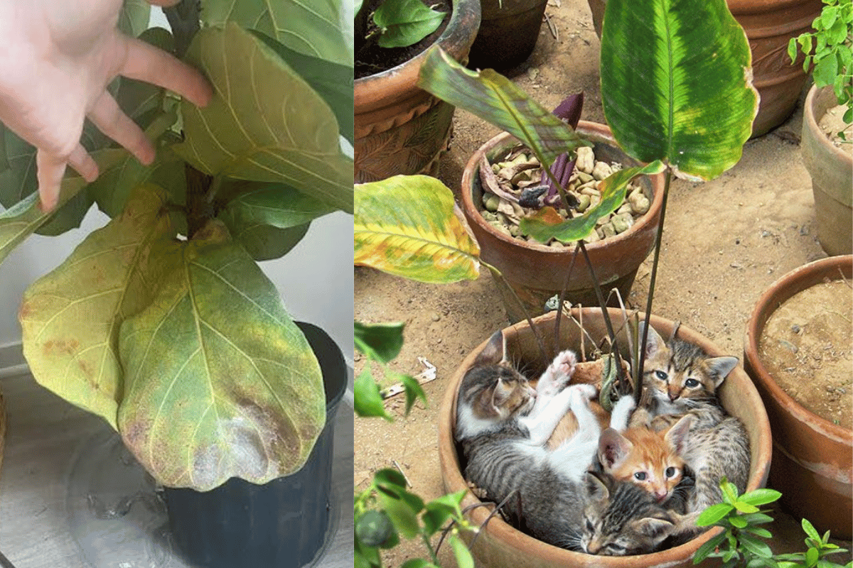 My indoor plants dying with yellow leaves caused by nutrient deficiency in old potting soil.