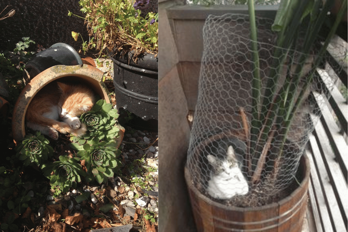 Cats and rabbits damaging indoor houseplants by chewing leaves and digging in pots.