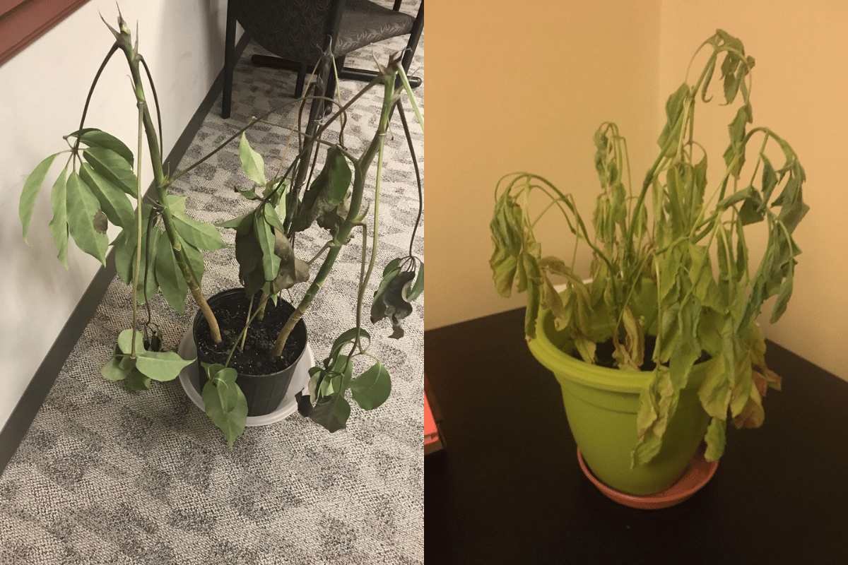 Wilted indoor houseplant showing severe underwatering symptoms with drooping leaves.