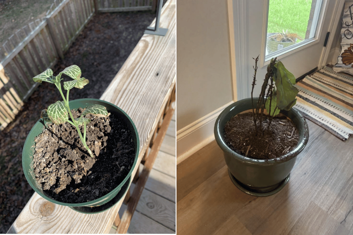 Indoor plant struggling because of compacted potting soil with poor drainage.